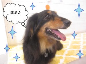 仕上がりダックス