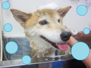 シャンプーミックス