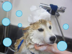 シャンプーしば