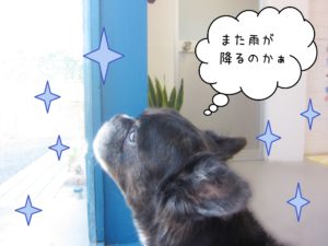 仕上がりミックス