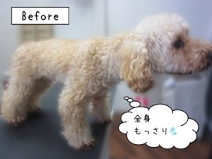 よろしくトイプー