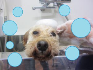 シャンプートイプー