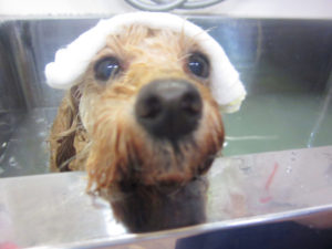 お風呂トイプー