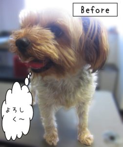 よろしくヨーキー