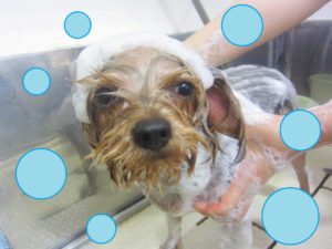 シャンプーヨーキー