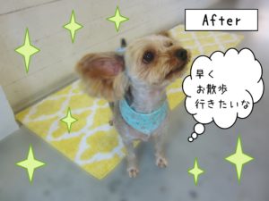 仕上がりヨーキー