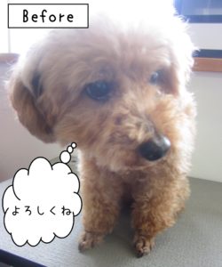 よろしくトイプー