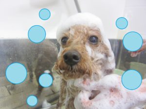 シャンプートイプー