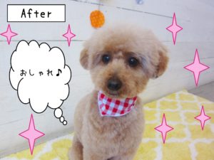 仕上がりトイプー