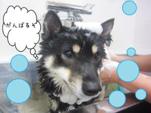 シャンプーしば