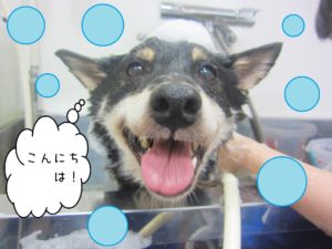 シャンプーしば