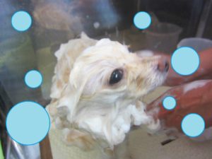 シャンプーポメ