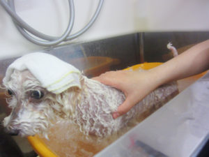 お風呂トイプー