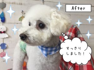 仕上がりトイプー