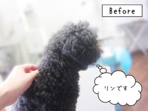 よろしくトイプー