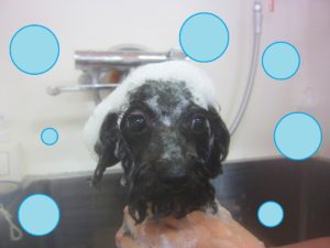 シャンプートイプー