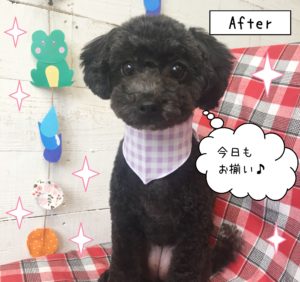 仕上がりトイプー