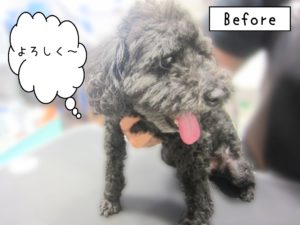 よろしくトイプー