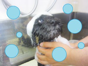 シャンプートイプー