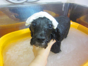 お風呂トイプー