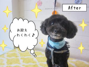 仕上がりトイプー