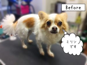 よろしくチワワ