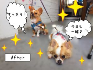 仕上がりチワワ