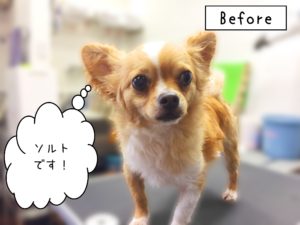 よろしくチワワ