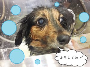 シャンプーミックス