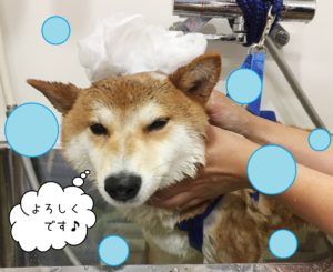 シャンプーしば