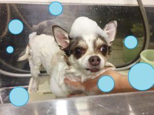 シャンプーチワワ