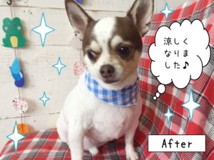 仕上がりチワワ
