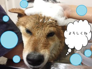 シャンプーしば