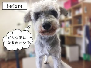 MSのソルちゃんカット前