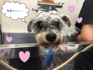 MSのソルちゃんシャンプー中