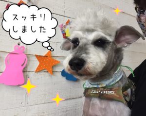 MSのソルちゃん施術後