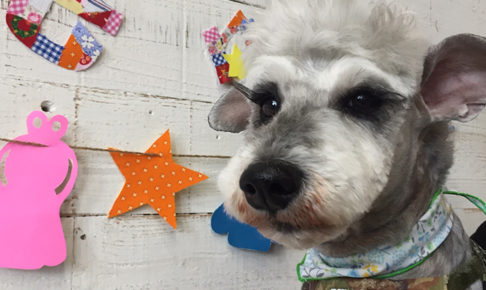 ソルちゃんアイキャッチ