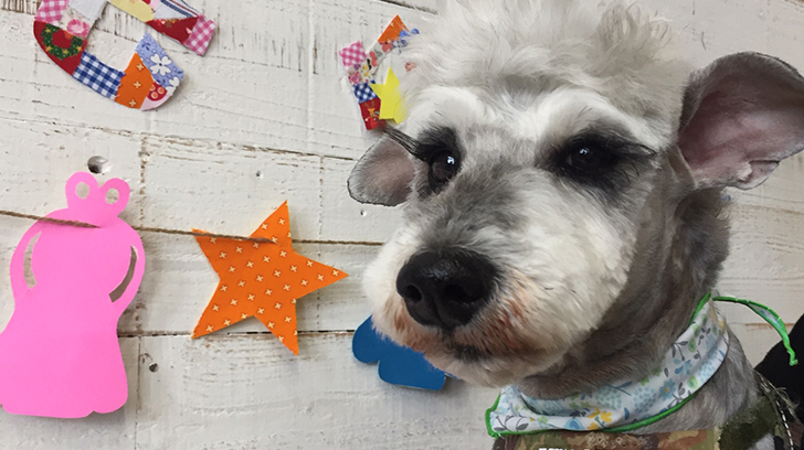 ソルちゃんアイキャッチ