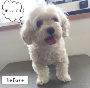 Mixのナナちゃんカット前