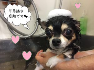 チワワのレアちゃんシャンプー中