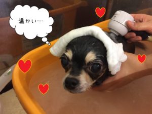 チワワのレアちゃんスパ中
