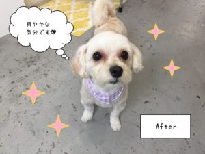 Mixのナナちゃん施術後