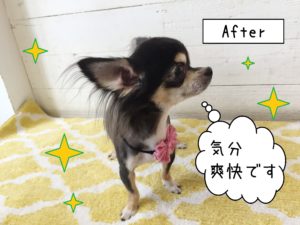 チワワのレアちゃん施術後