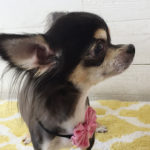 レアちゃんアイキャッチ