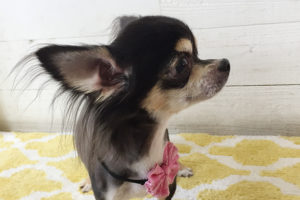 レアちゃんアイキャッチ