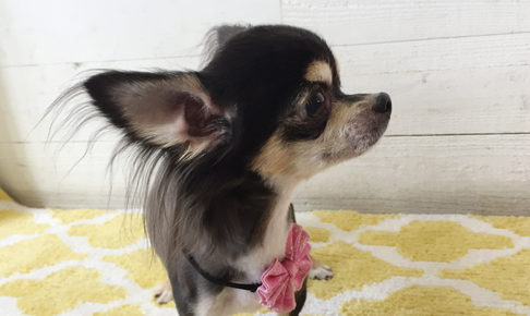 レアちゃんアイキャッチ