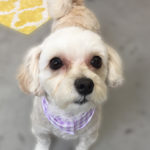 ナナちゃんアイキャッチ