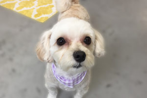 ナナちゃんアイキャッチ