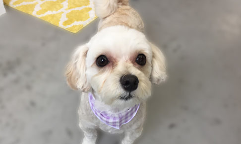 ナナちゃんアイキャッチ