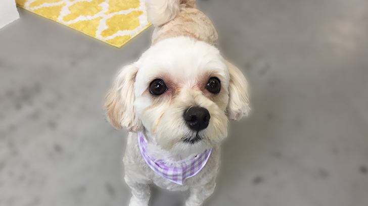 ナナちゃんアイキャッチ